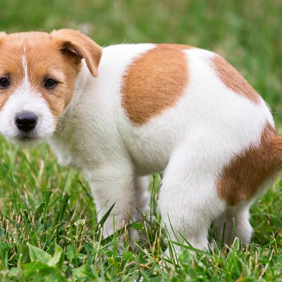 Why is my dog’s poop important?